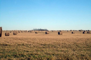 2010 Hay Field