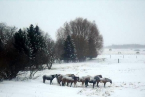 The Horses Taking A Nap 