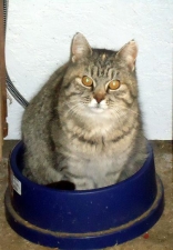 Cat Sitting In Heated Water Bowl