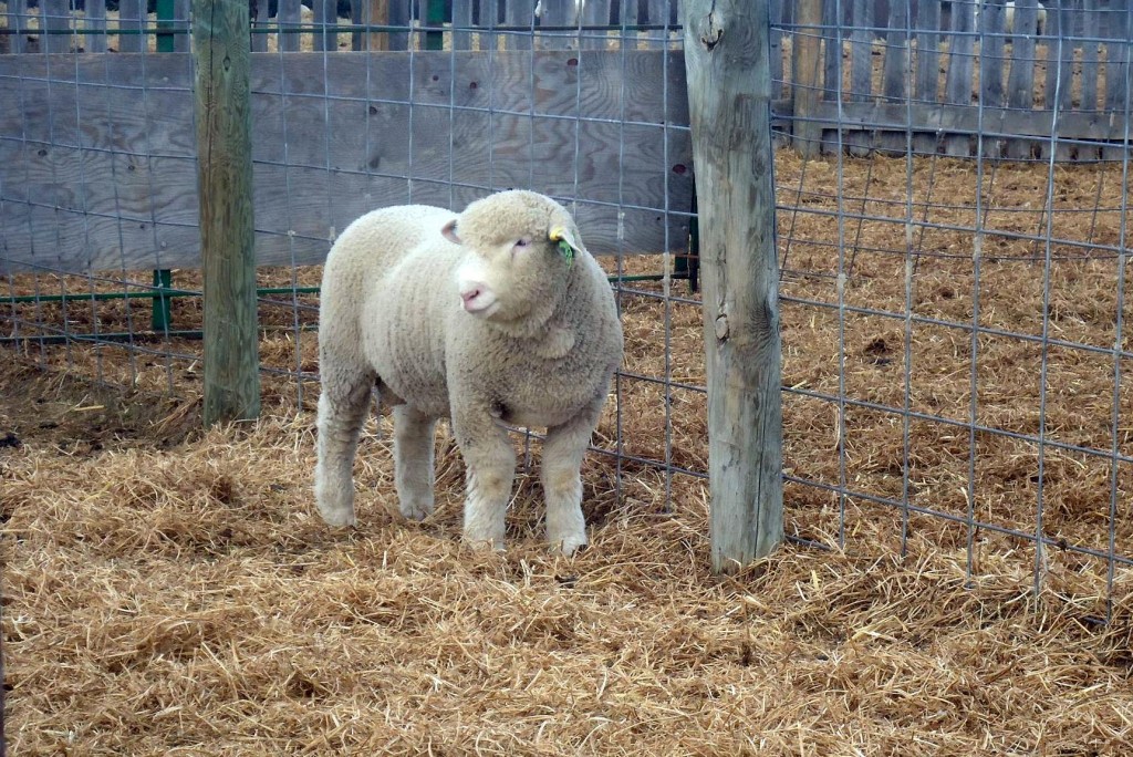 Young Dorset Ram Lamb, McDermit 215Z