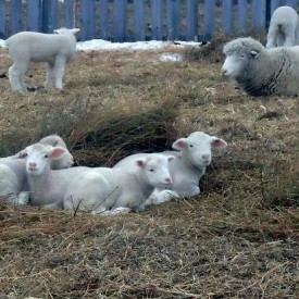 A nest of lambs.
