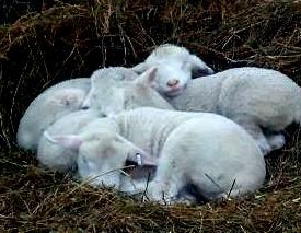 Sleeping lambs.
