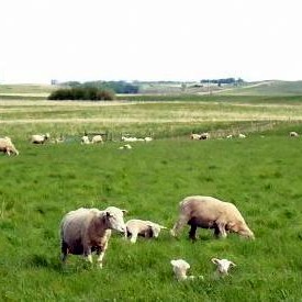 Ewes & lambs on May pasture.