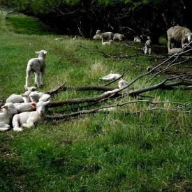 Lambs in the trees.