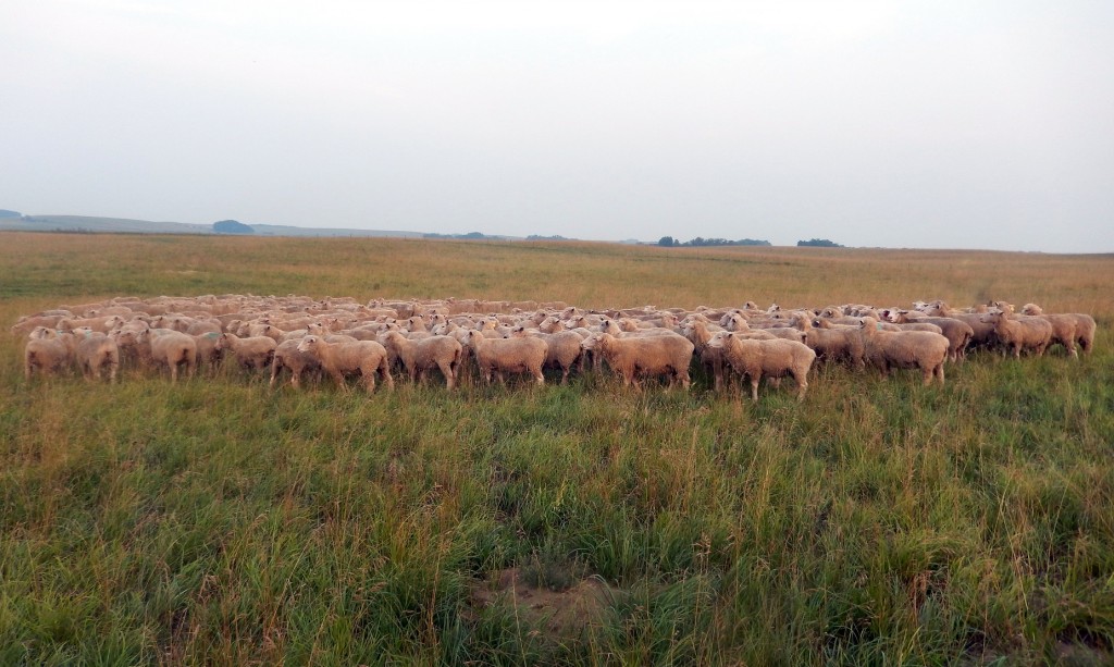 Dorset Ewes at McDermit Ranch
