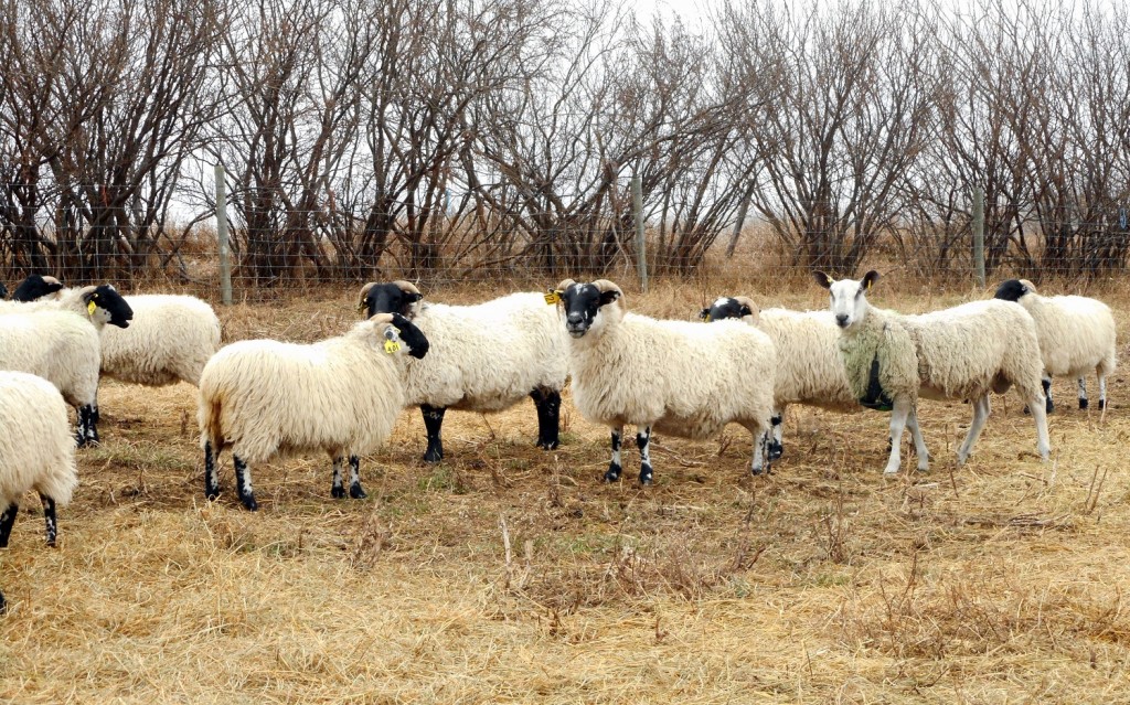 Bluefaced Leicester Ram With Some Blackface Ewes