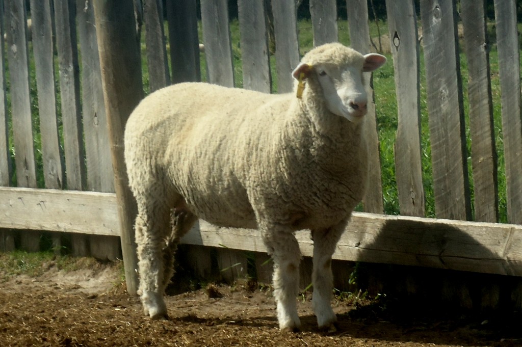 Dorset ewe lamb, McDermit 802U.