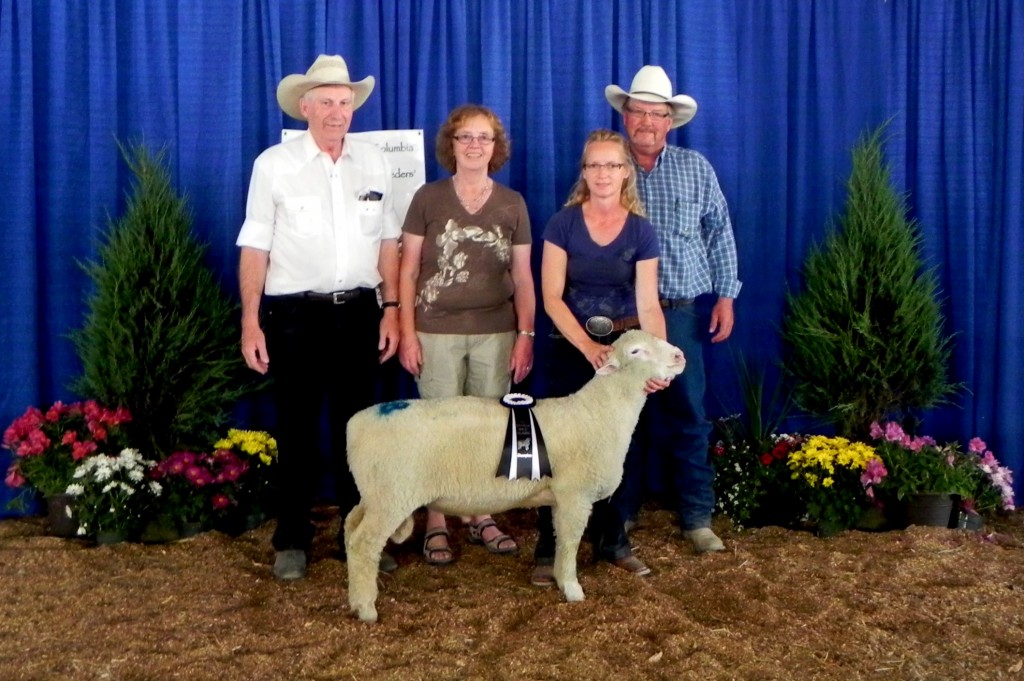 Lot - McDermit 46A - 1st Place Junior Ram Lamb, Grand Champion Dorset Ram and tied for High Selling Dorset Ram.  Purchased by Finlay Farm, Albert & Dena Finlay, Armstrong, BC.