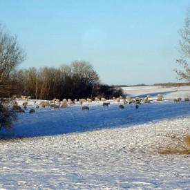 The Ewes Winter Grazing