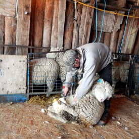 Logan shearing a ewe lamb.