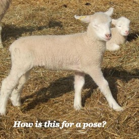 Posing Lamb