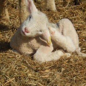 Lamb With An Itchy Ear