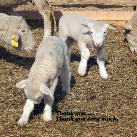 Lamb Taking A Bow