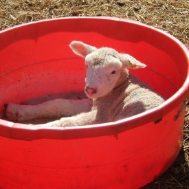 Lamb Laying In Red Tub