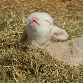 Dreaming Lamb