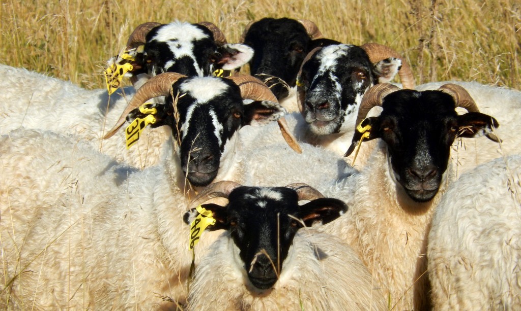 Scottish Blackface ewes.