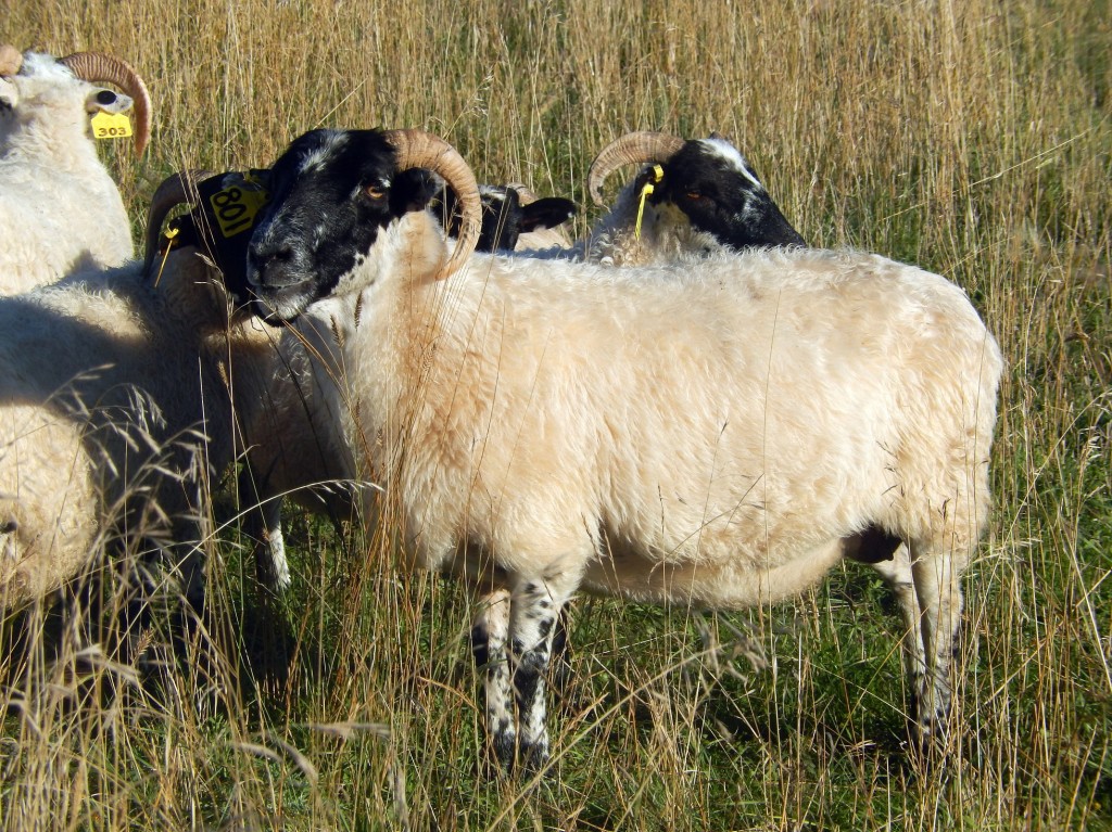 Older Scottish Blackface ewe.