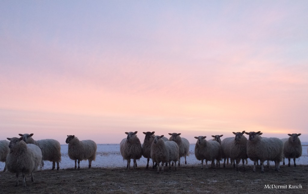 Nine month old Scotch Mule ewe lambs at McDermit Ranch.  January 2016