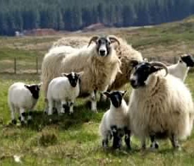 Scottish Blackface ewes and lambs. Photo credit: Blackface Sheep Breeders' Association