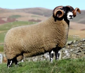 Scottish Blackface ram. Photo credit: Blackface Sheep Breeders' Association