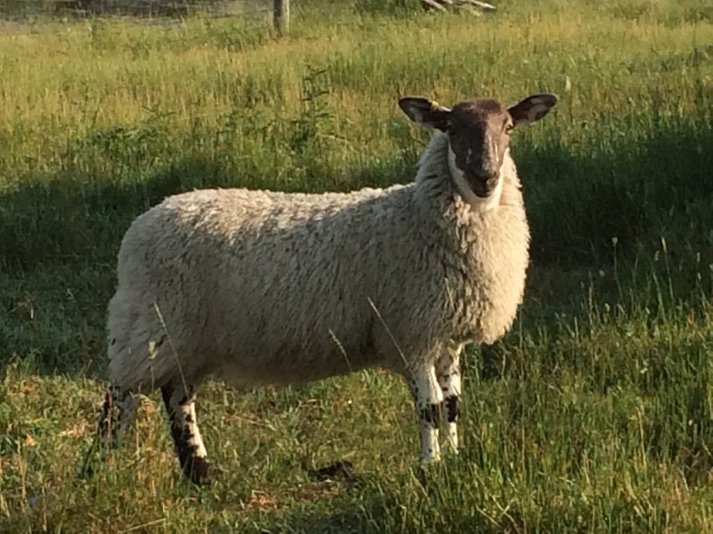 Scotch Mule ewe lamb.