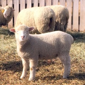 Dorset Ewe Lamb