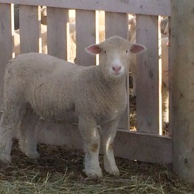 Dorset Ewe Lamb 2