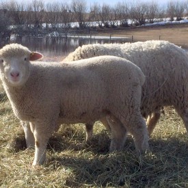 Dorset Ram Lamb