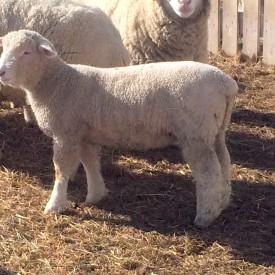 Dorset Ewe Lamb 3