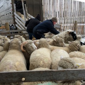 Loading market lambs.