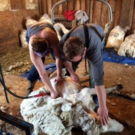 Charlotte trying her hand at shearing with coaching from hubby, Logan.