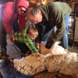 Hunter wanted to "shave a sheep" so he got to give it a try with Lorrie's help.
I think Uncle Logan was pretty proud of his little nephew for wanting to give it a try.