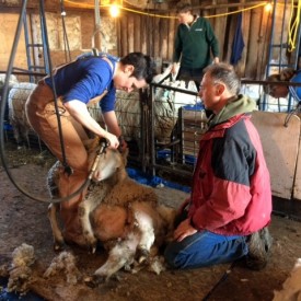 Heather Ireland and her son Julien, from Regina were such a big help on Saturday. 
She even sheared a couple of sheep with Lorrie's coaching. Thanks, Lorrie for your patience and taking the time to mentor ones who show an interest in shearing.
