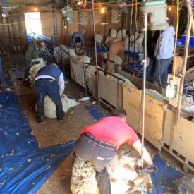 Five shearers keeping busy.