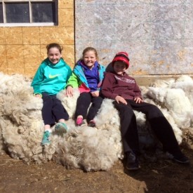 The neighbor's kids who live in town and their friend were quite entrigued by it all. They thought the wool was so cool and were thrilled to take a piece of wool home!