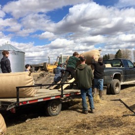 Loading the wool. Who needs a tractor when you have strong young men from New Zealand to help!
