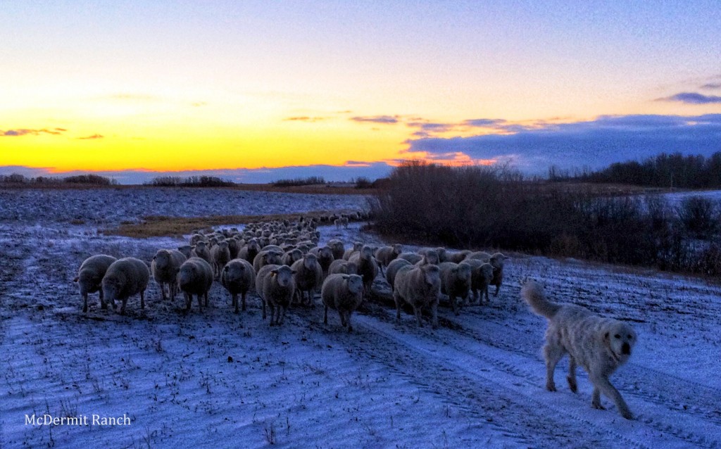 Dorset Ewes In The Evening