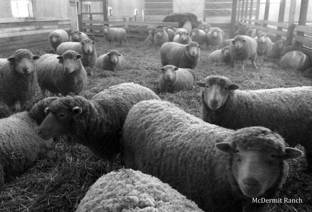 Registered Dorset ewes waiting to lamb.