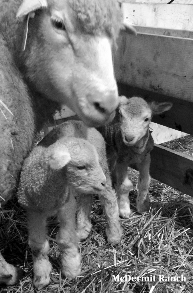 Newborn Dorset lambs.