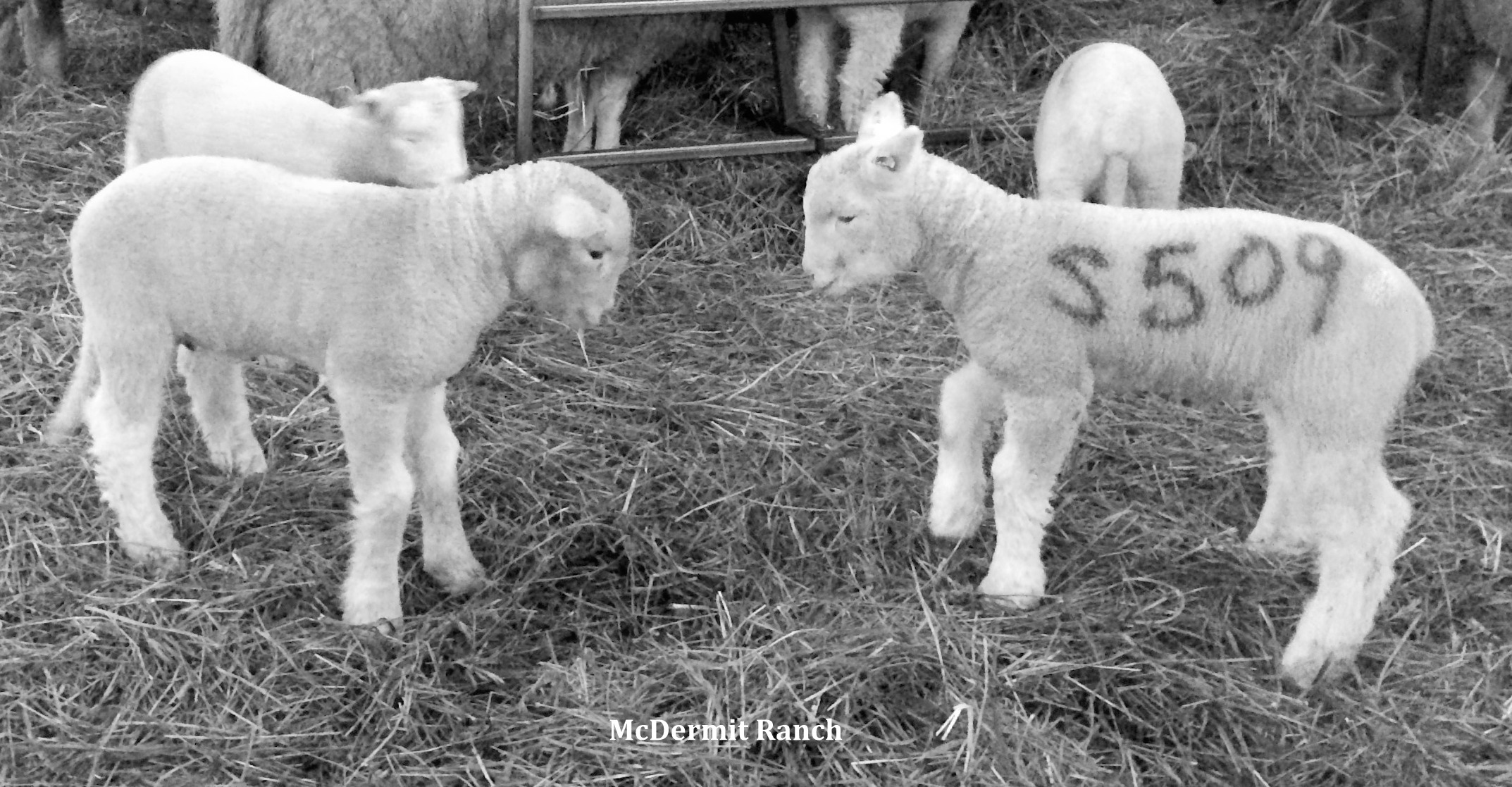 1 1/2 week old Dorset lambs.