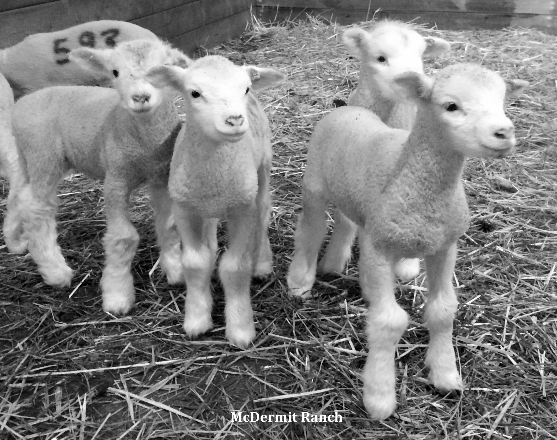 Five day old Dorset lambs.