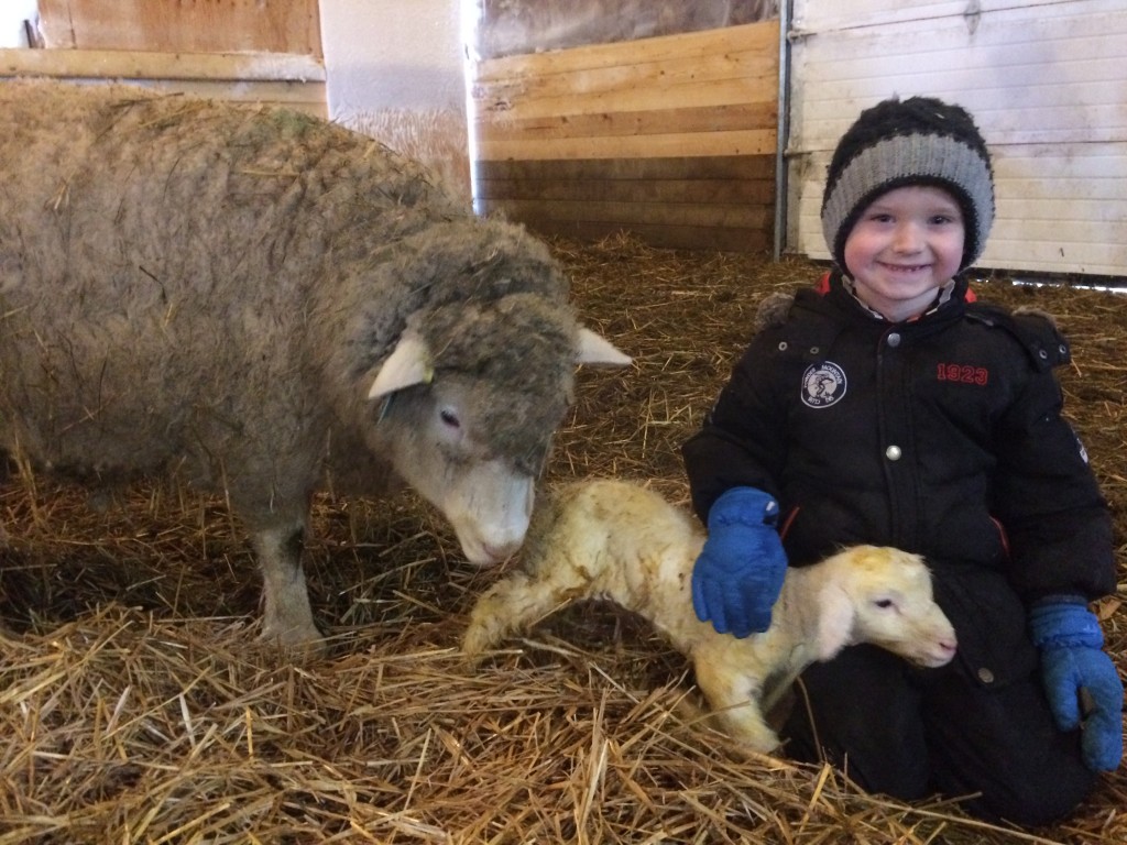 The first lamb, that 6 year old grandson, Hunter has seen born. (That he remembers, anyway).