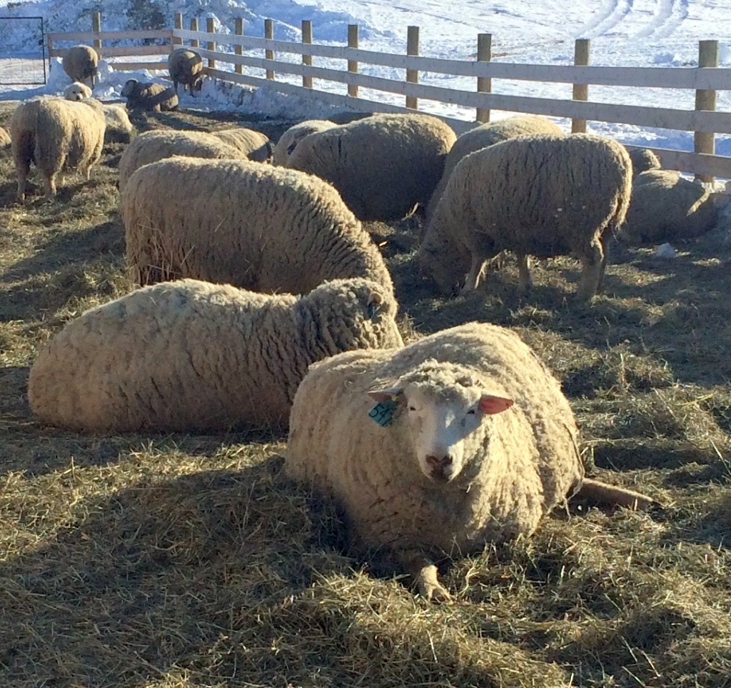 Pregnant ewes enjoying the warm, sunny day.