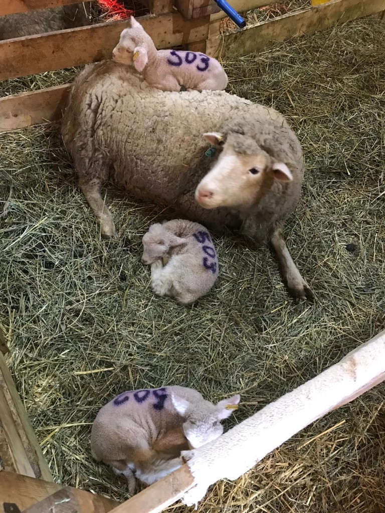 503 and her triplets. This lamb always gets on her back whenever she lies down.
Photo credits: Laurie Genik
