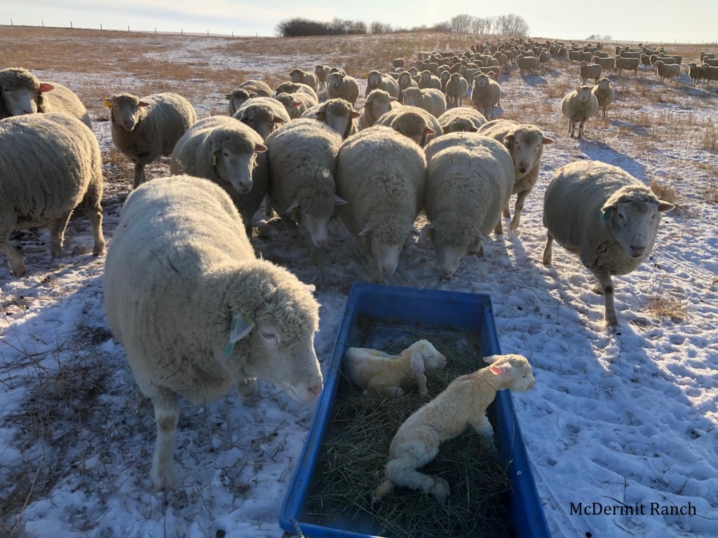 The weather has been so warm that we have been feeding the ewes outside and putting them in the barn at night in case something lambs.
Today, this ewe decided to lamb a long way from the barn so I brought her lambs in on the toboggan with a big "ewe escort"!