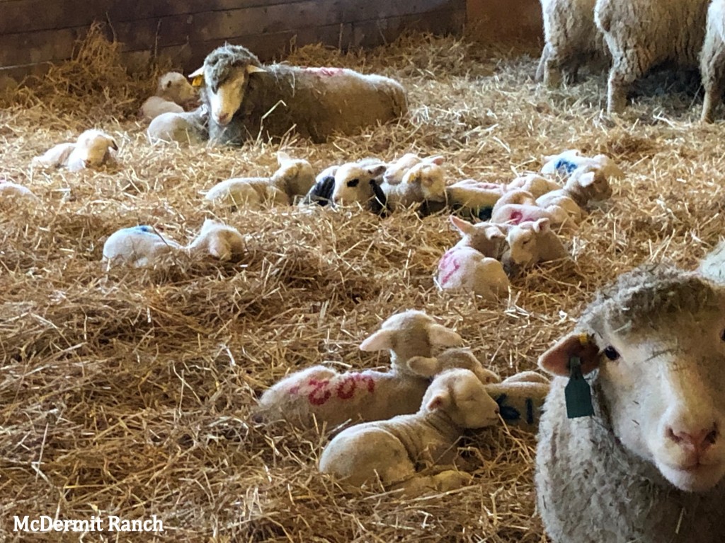 The -30C weather didn't bother the 2 week old lambs.  They were quite comfortable, burrowed into the fluffy straw in the lean-to.
