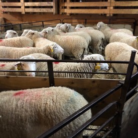 Some of the ewes waiting their turn to be LAI'd.